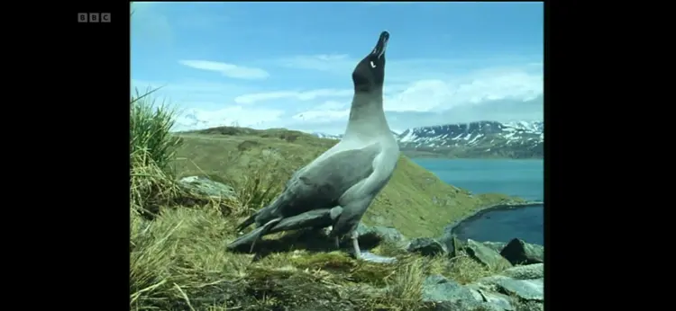 Light-mantled albatross (Phoebetria palpebrata) as shown in Life in the Freezer - The Ice Retreats